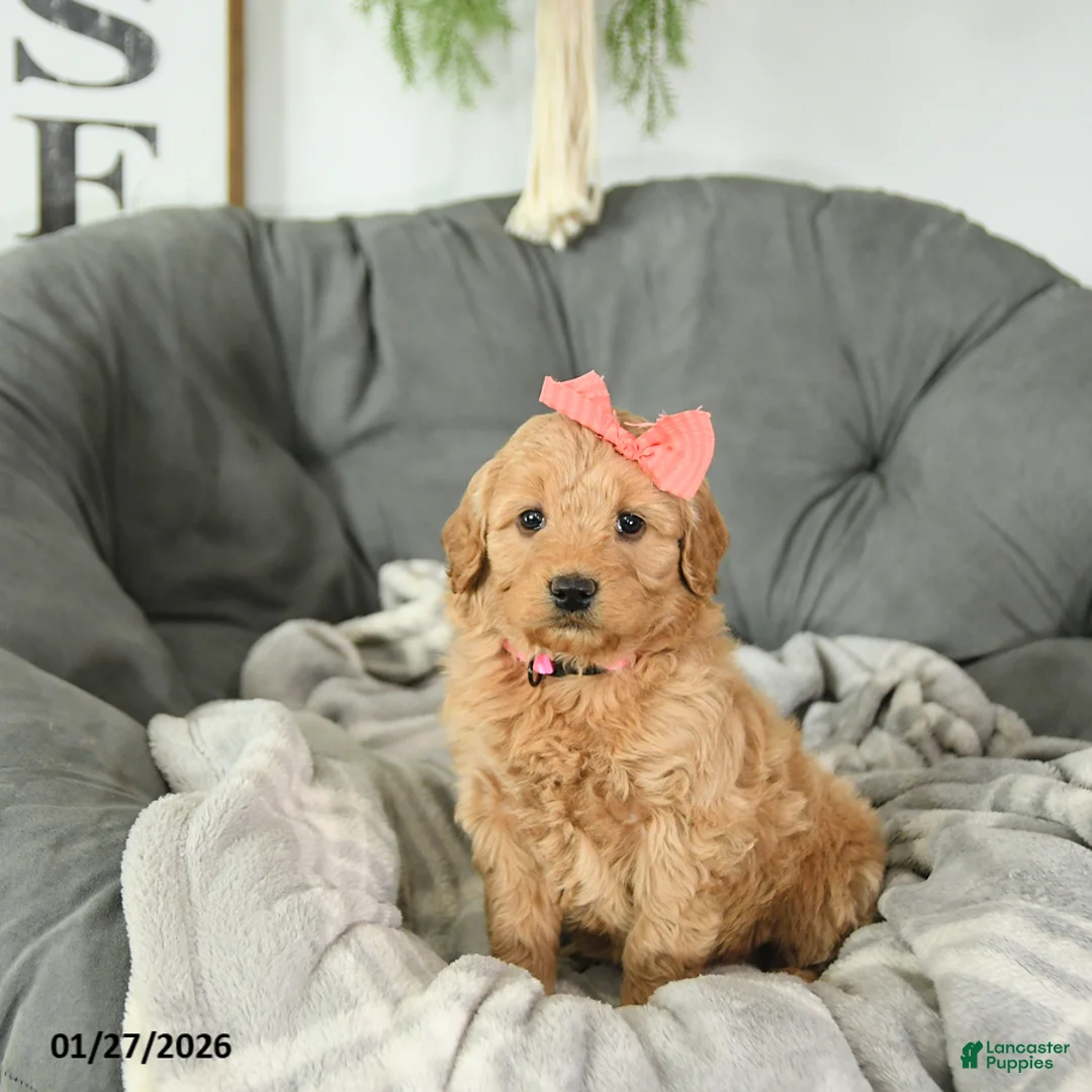Mini Goldendoodle dogs for sale: Sweetheart - Ad 3