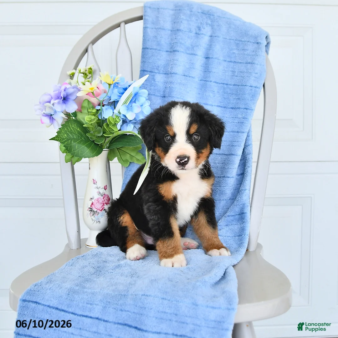 Bernese Mountain Dog dogs for sale: Midnight - Ad 1