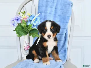 Bernese Mountain Dog dogs for sale: Midnight - Ad 2