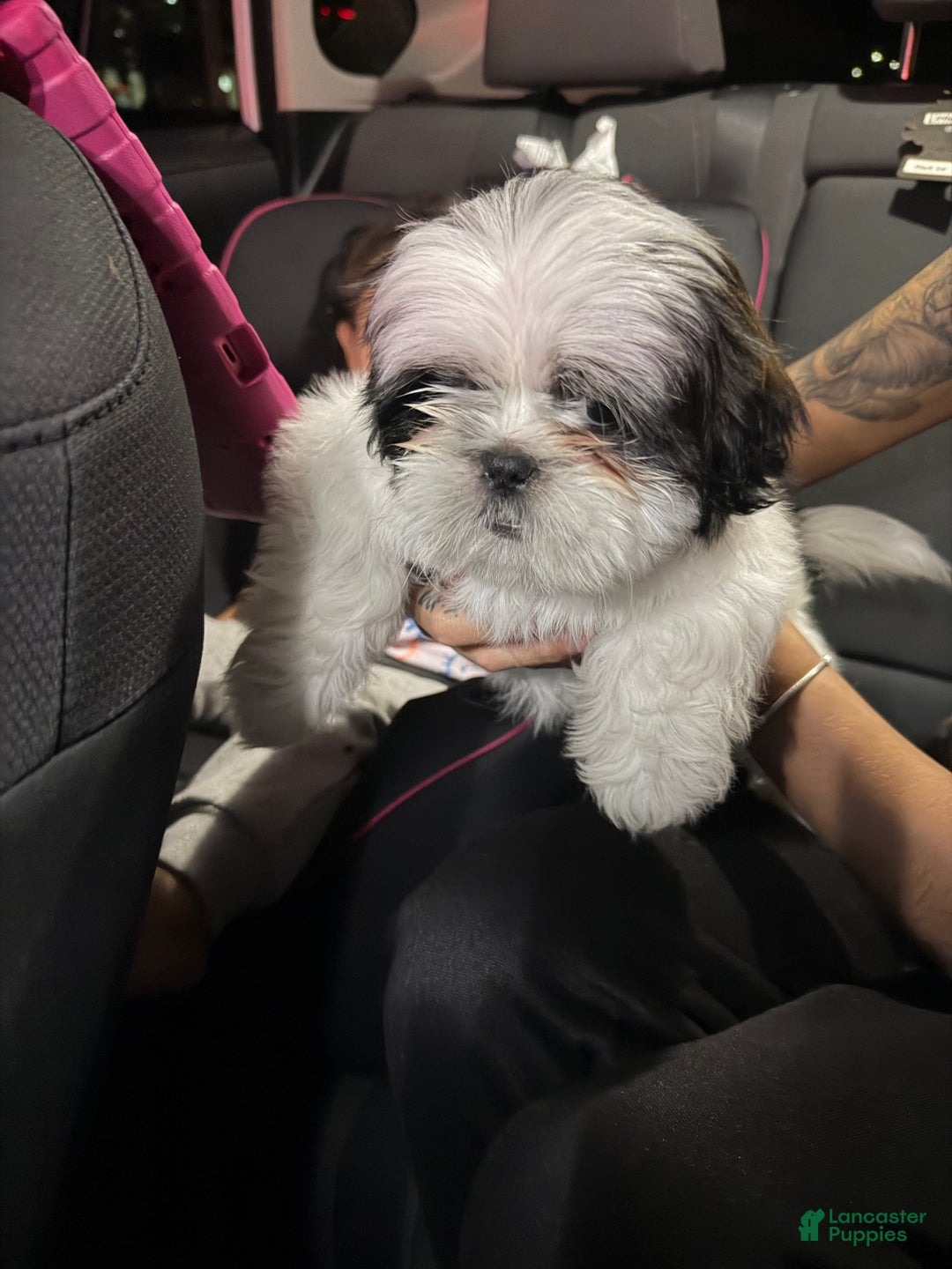 Shih Tzu dogs for sale: Shih Tzu - Ad 3