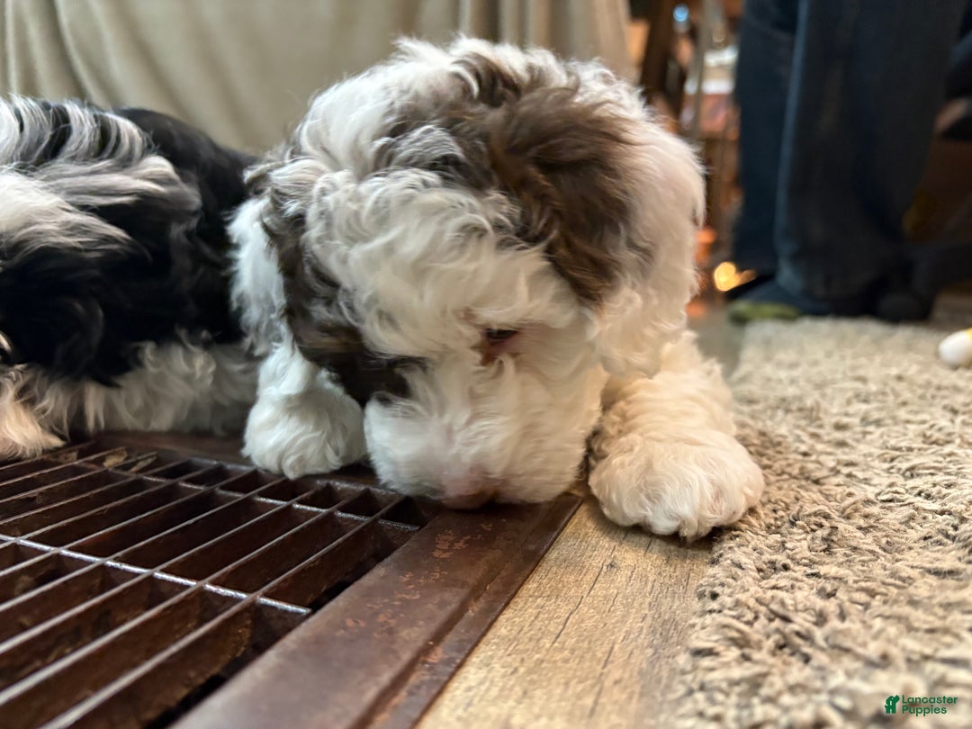 Bernedoodle dogs for sale: Ava - Ad 3