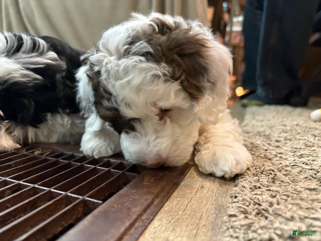 Bernedoodle dogs for sale: Ava - Ad 3