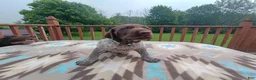 German Shorthaired Pointer dogs for sale: German Shorthaired Pointer Remi - Ad 7