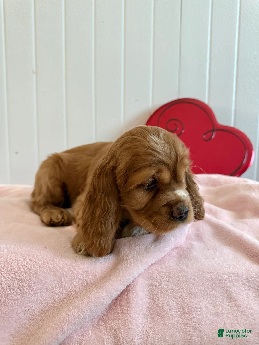 Cocker Spaniel dogs for sale: Amelia - Ad 3