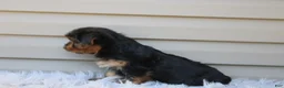 Yorkshire Terrier dogs for sale: Master - Ad 7