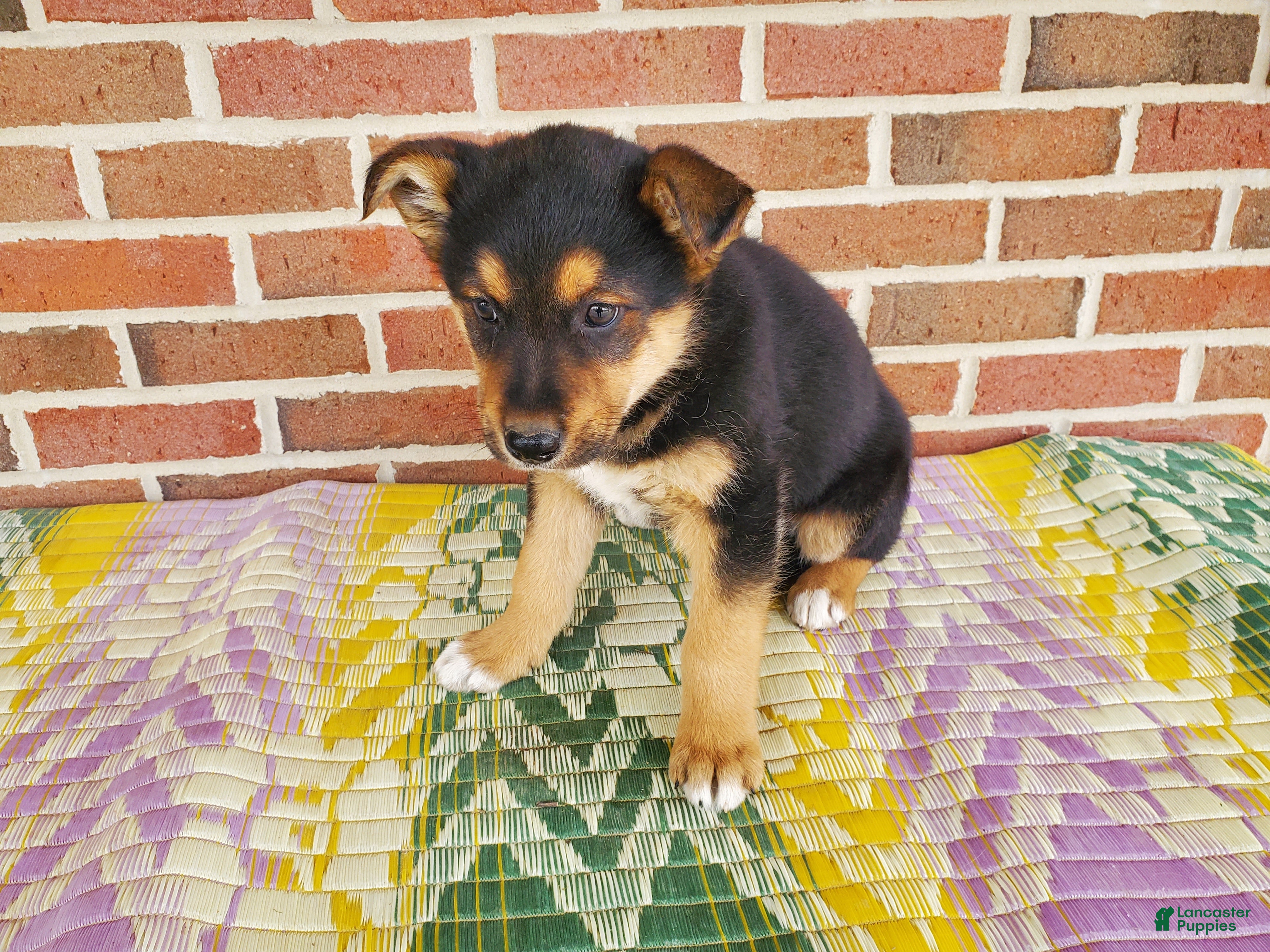 Mixed Breed dogs Samson - Ad 2