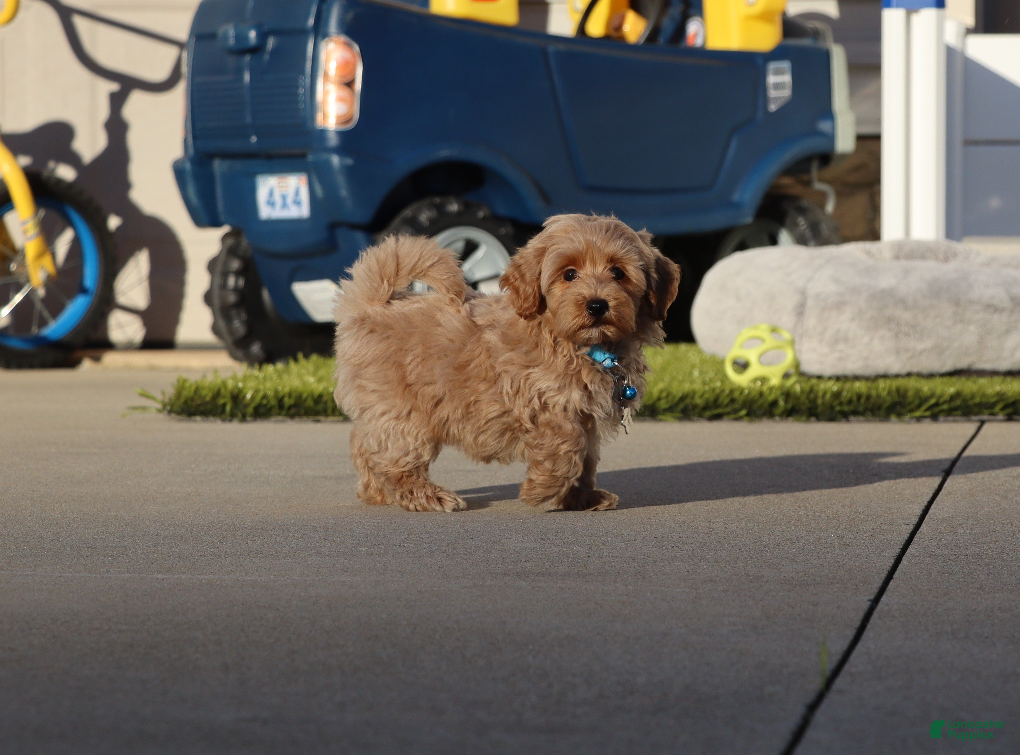 Havapoo dogs Phoenix 💙👨‍👨‍👧‍👦💞🐕 Minature - Ad 2