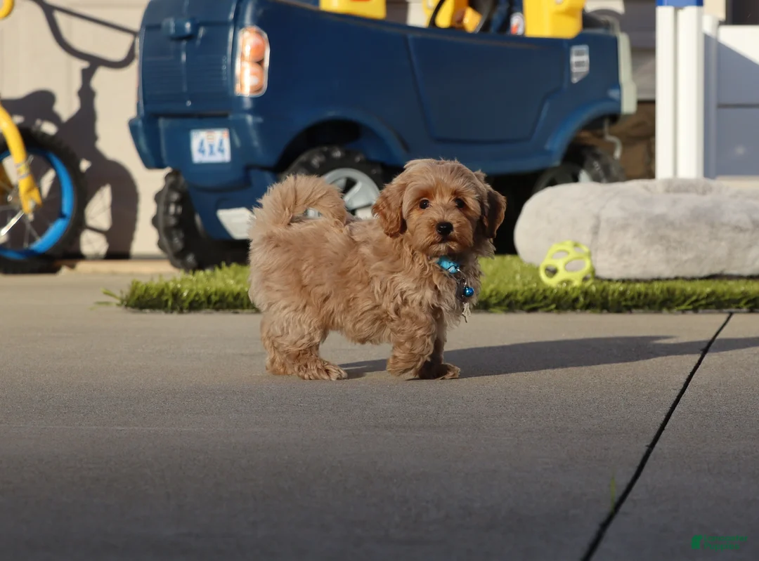 Havapoo dogs for sale: Phoenix 💙👨‍👨‍👧‍👦💞🐕 Minature - Ad 1