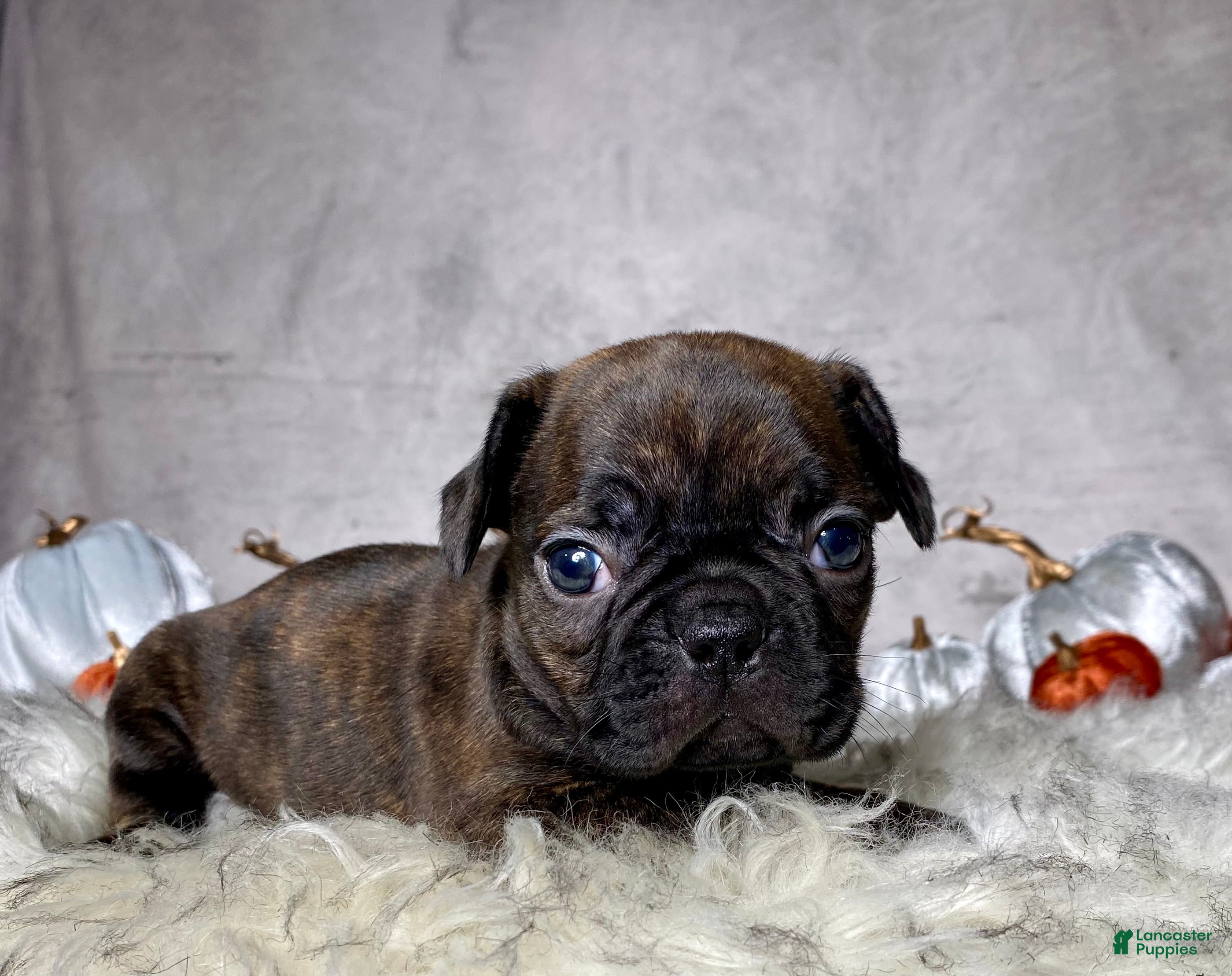 Mixed Breed dogs for sale: Miss Millie - Ad 1