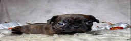 Mixed Breed dogs for sale: Miss Millie - Ad 1