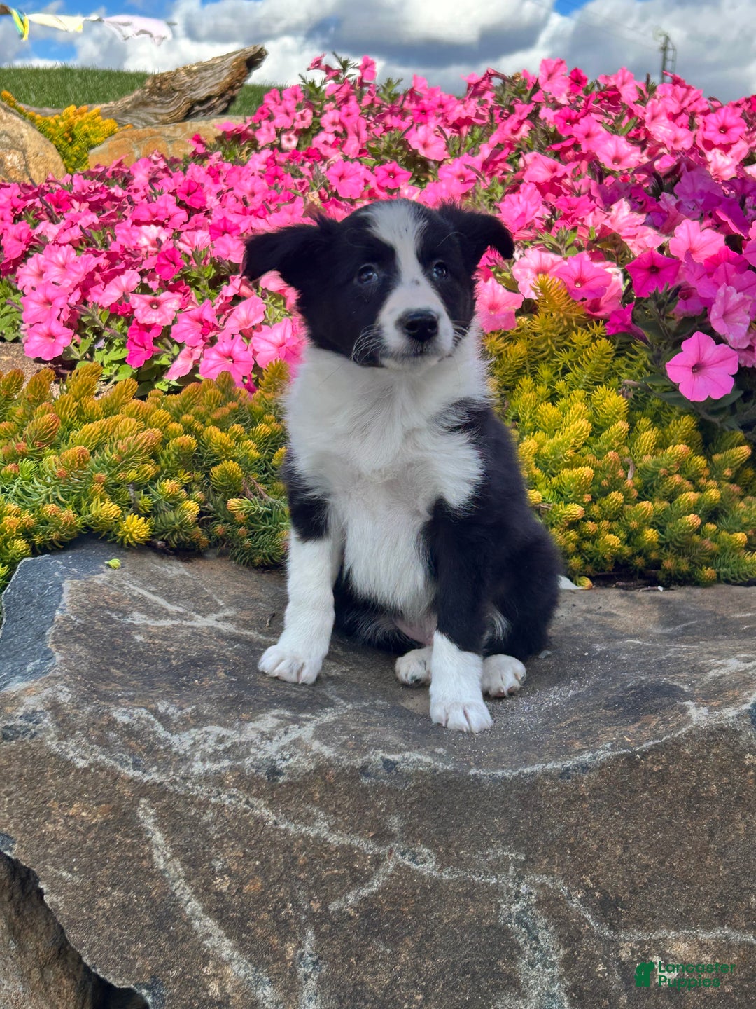 Mixed Breed dogs for sale: Hudson - Ad 5