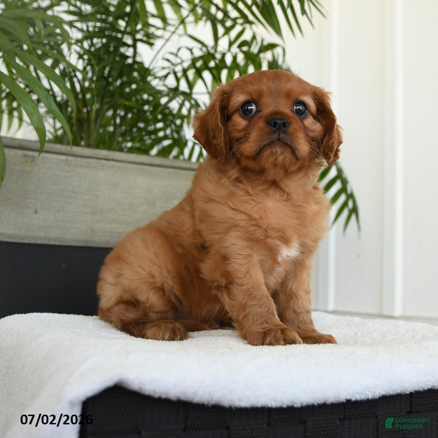 Cavalier King Charles Spaniel dogs Indie - Ad 1