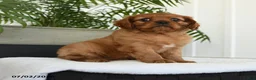 Cavalier King Charles Spaniel dogs for sale: Indie - Ad 1