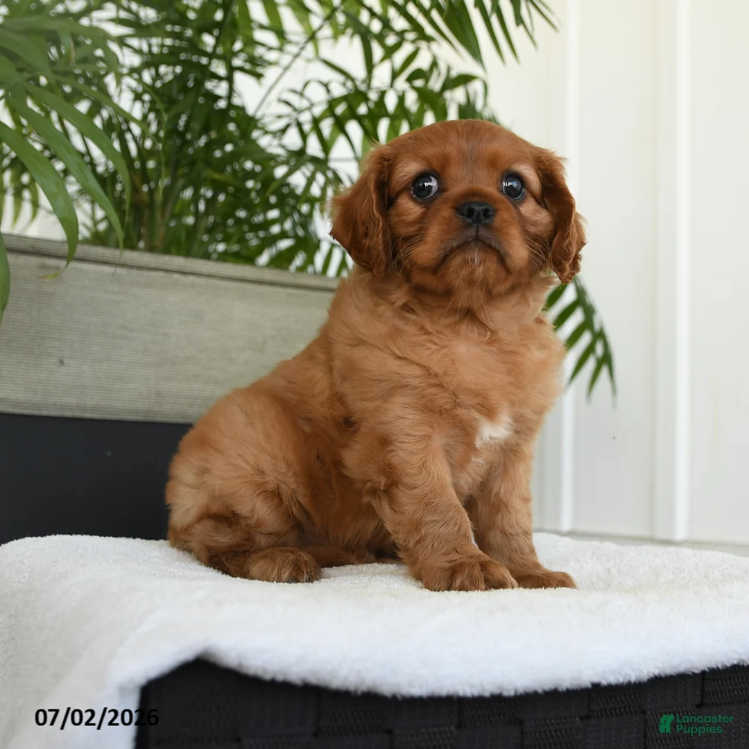 Cavalier King Charles Spaniel dogs for sale: Indie - Ad 1