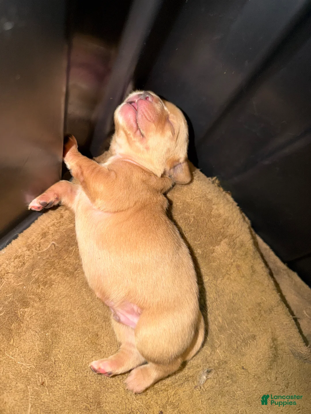 Mixed Breed dogs for sale: SJ - Ad 3