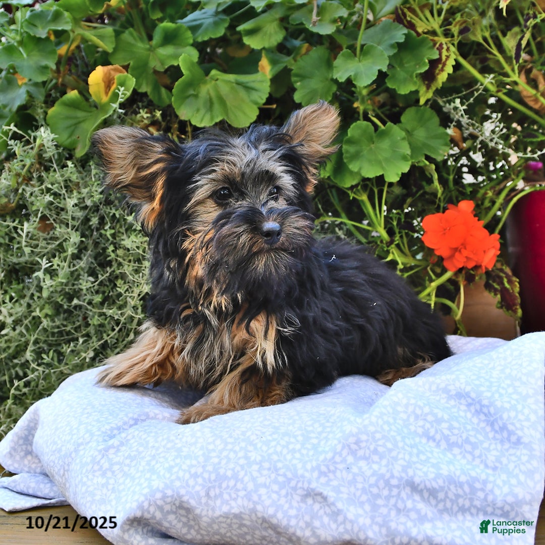 Yorkshire Terrier dogs for sale: Anthony - Ad 8