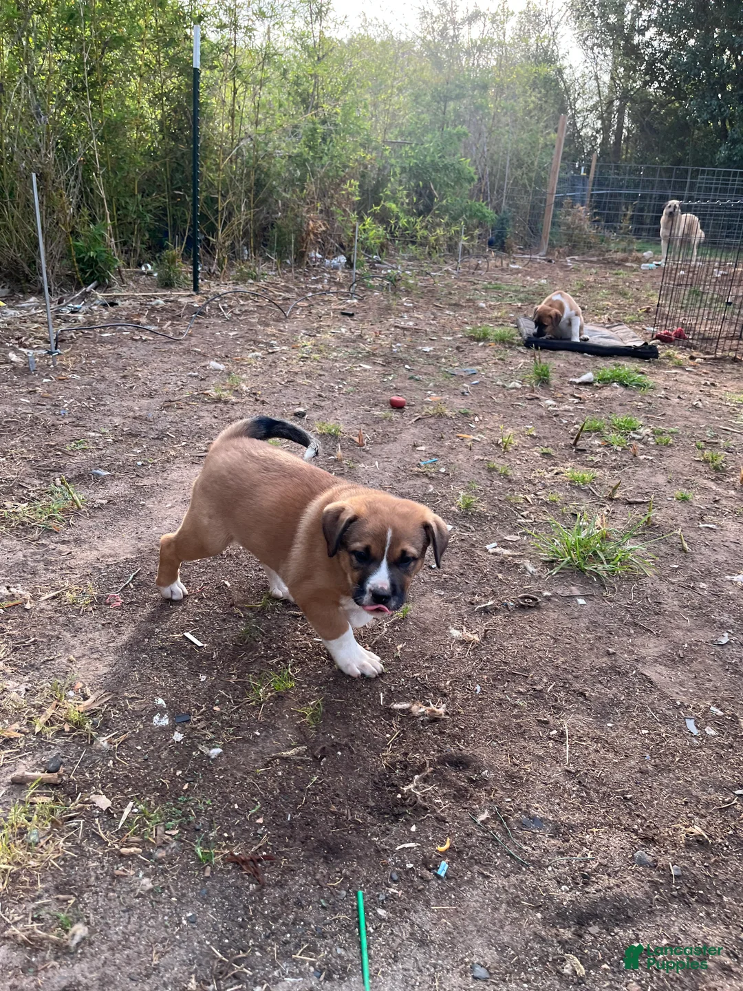 Mixed Breed dogs for sale: Saint - Ad 1