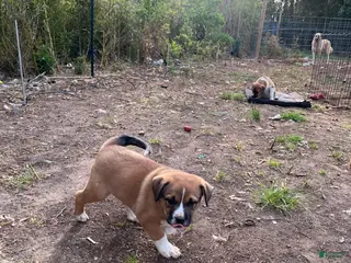 Mixed Breed dogs Saint - Ad 41