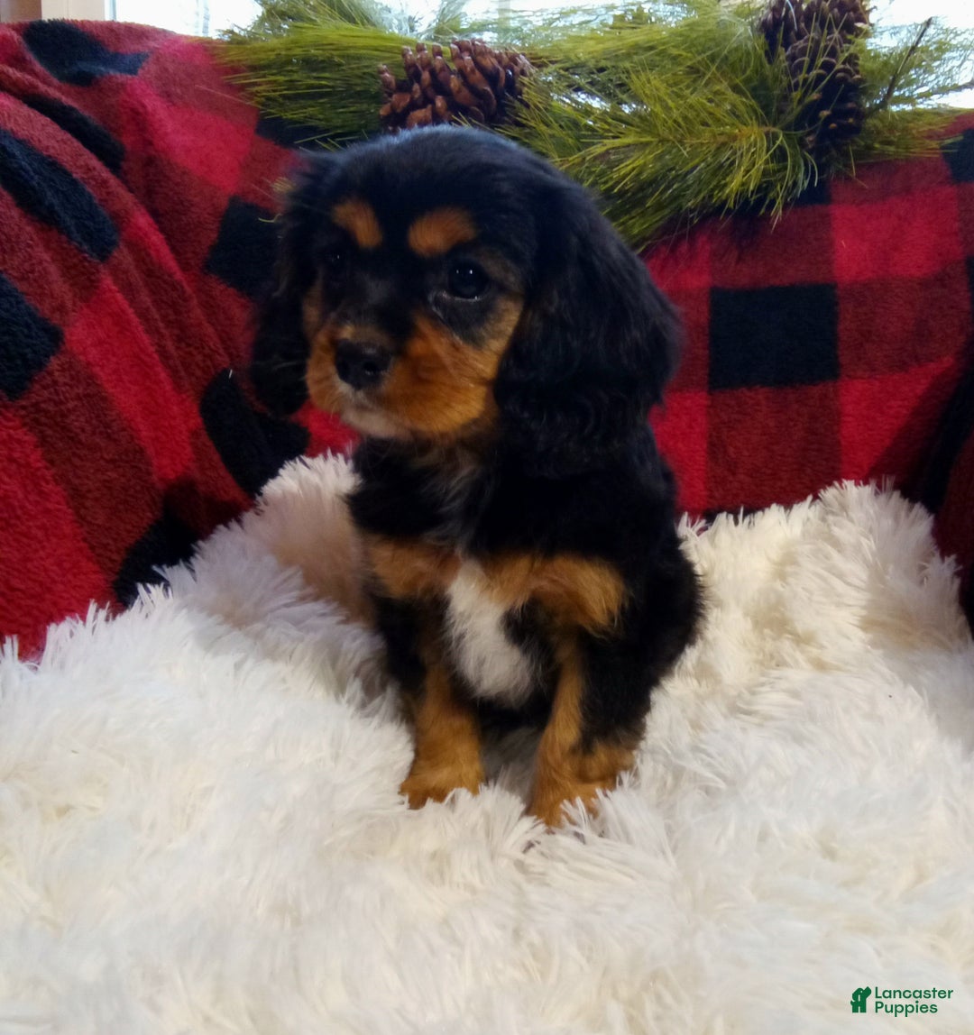 Cavalier King Charles Spaniel dogs for sale: Titan - Ad 5