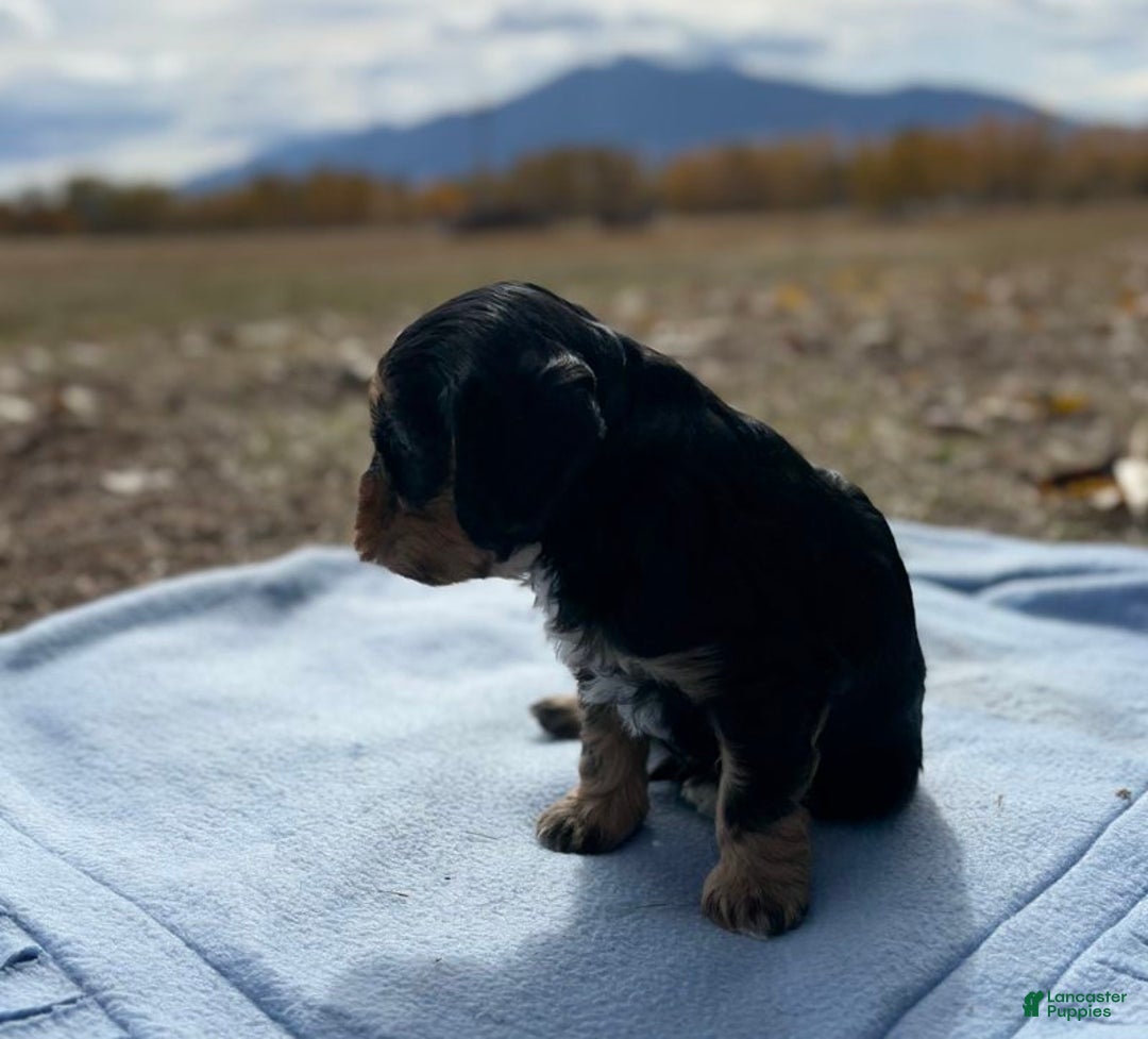 Cavapoo dogs for sale: Teddy - Ad 2