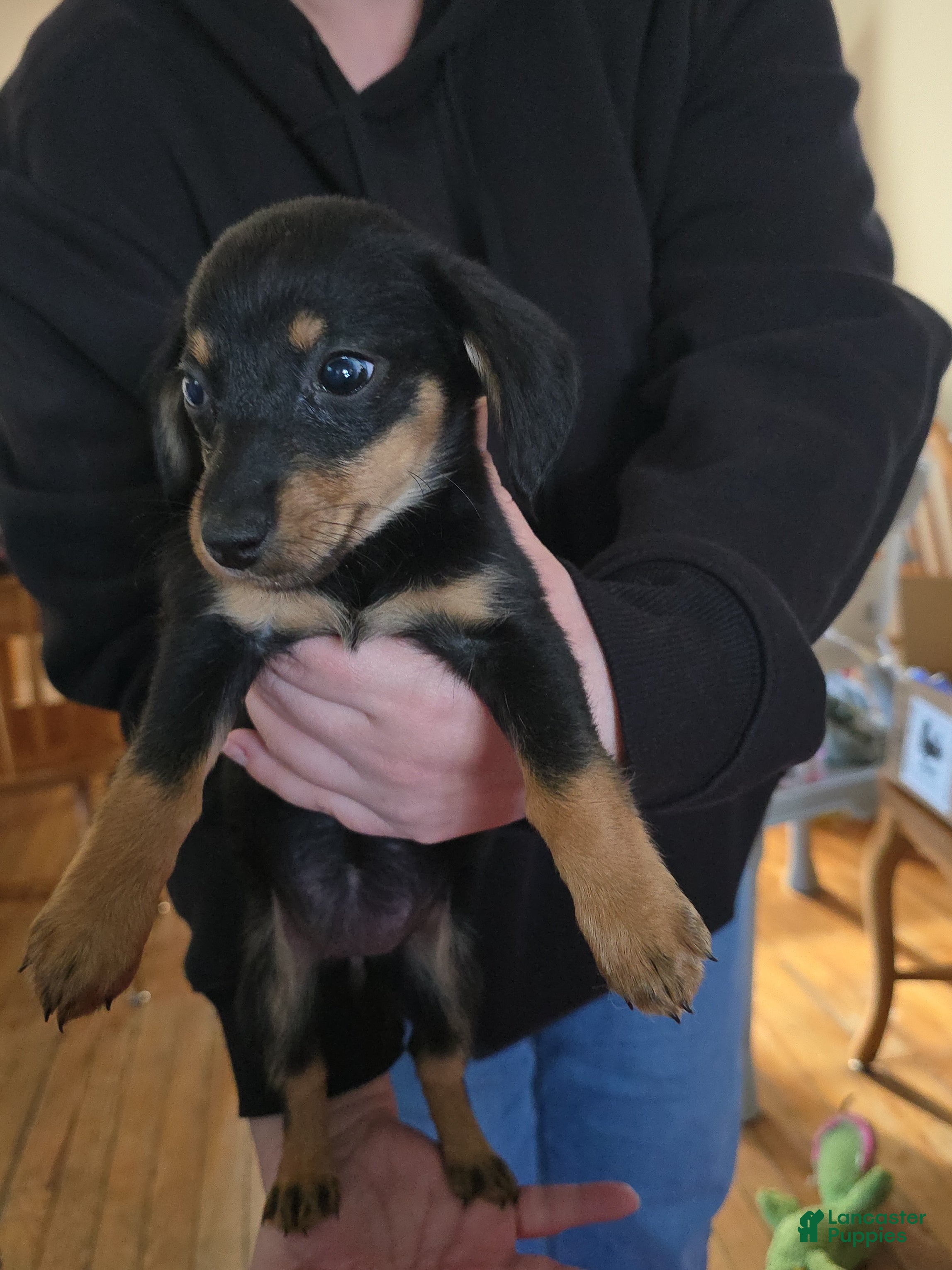 Miniature Dachshund dogs Coco - Ad 1
