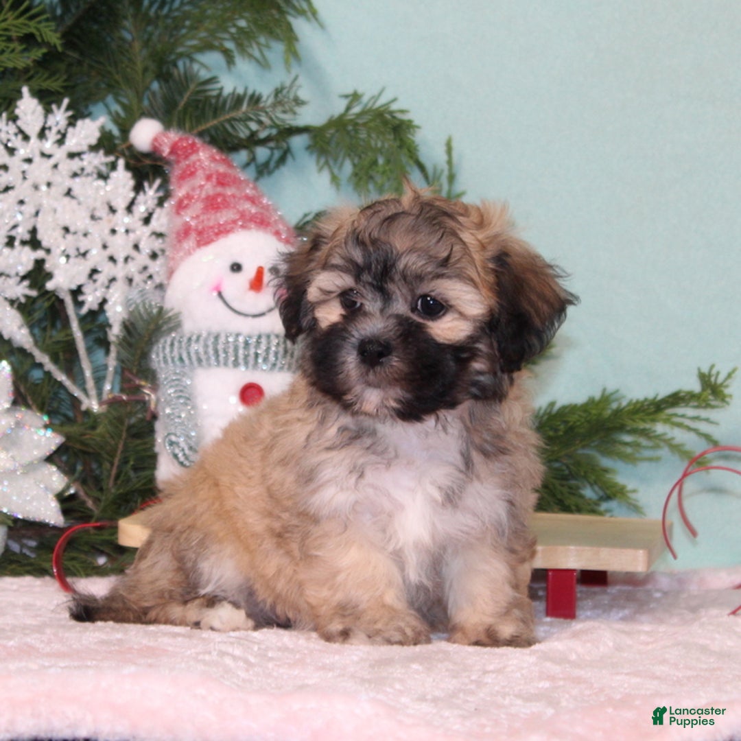 Teddy Bear dogs for sale: Kristy - Ad 2