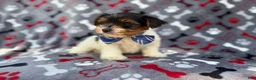 Yorkiepoo dogs for sale: Tuck - Ad 4