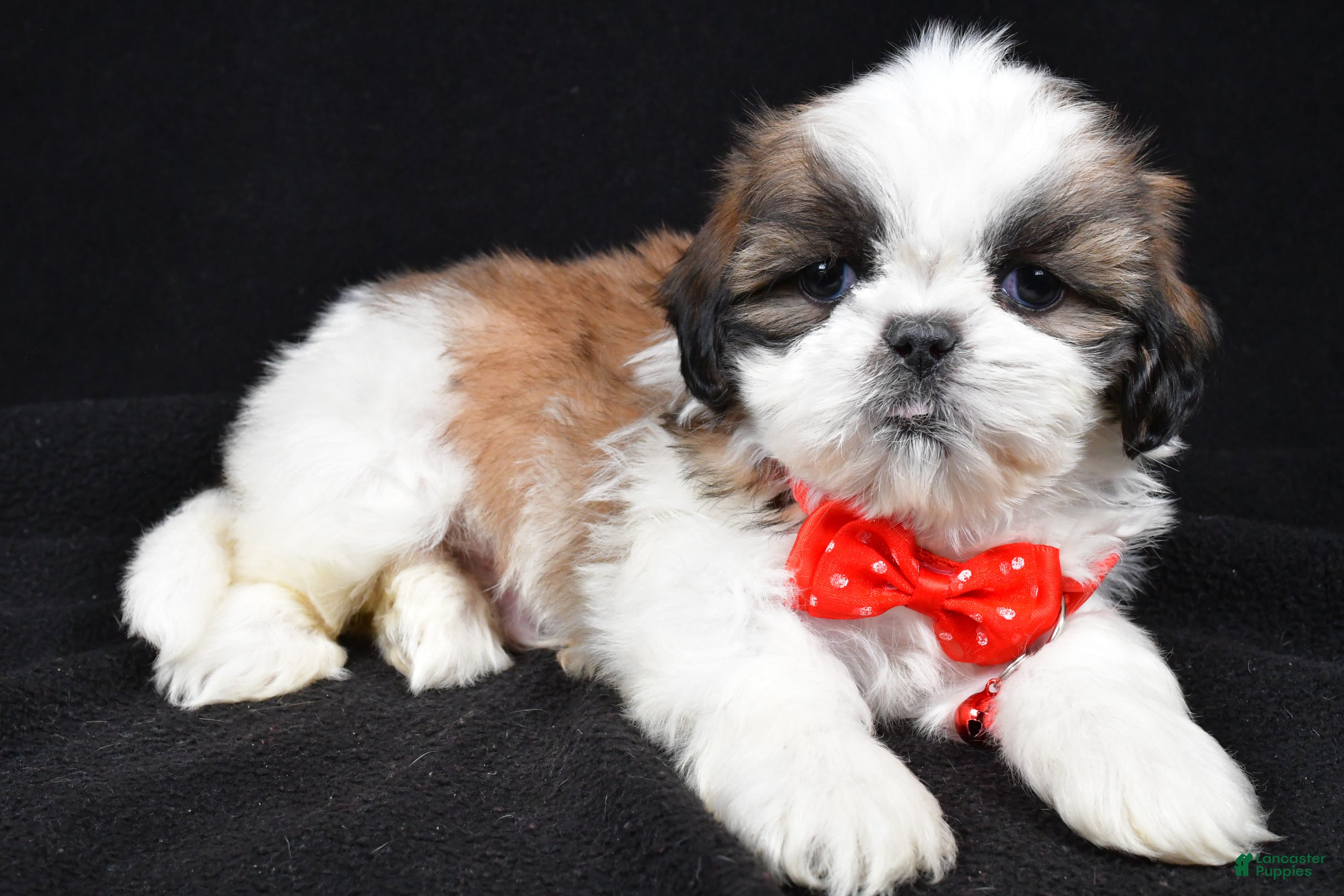 Shih Tzu dogs Hudson - Ad 21