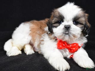 Shih Tzu dogs Hudson - Ad 36