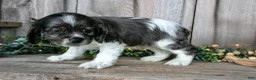 Cocker Spaniel dogs for sale: Monty - Ad 3