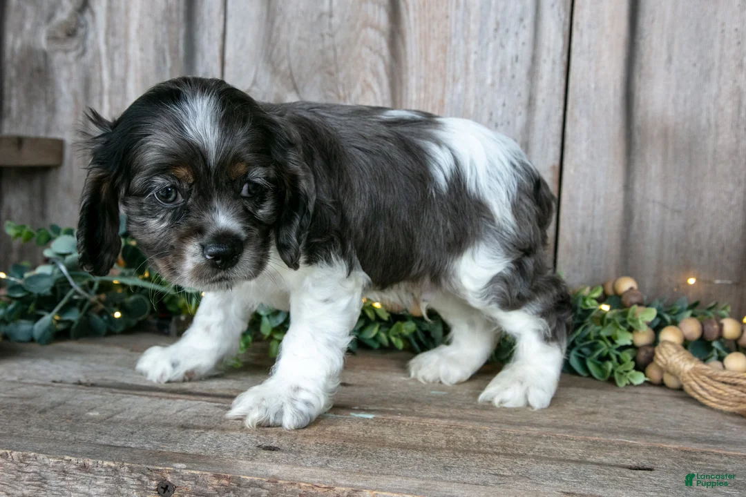 Cocker Spaniel dogs for sale: Monty - Ad 3