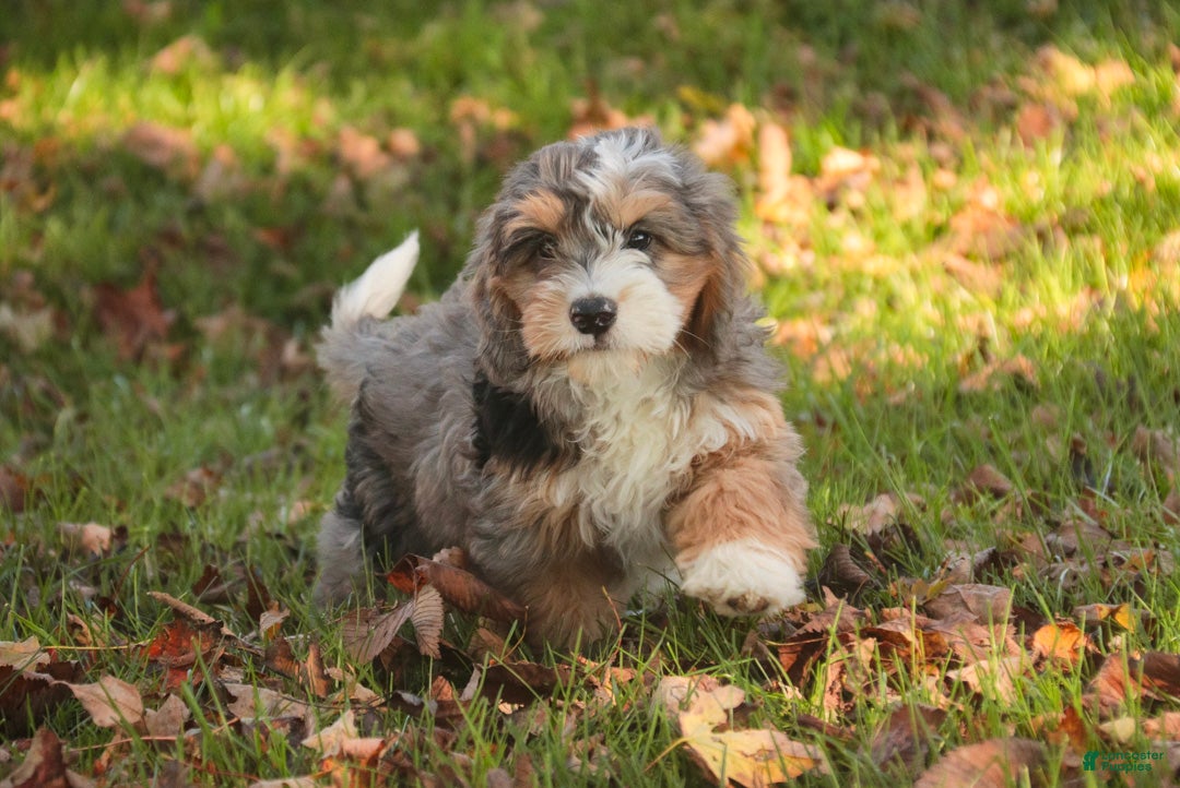 Bernedoodle dogs for sale: Willow Miniature Bernedoodle  - Ad 1
