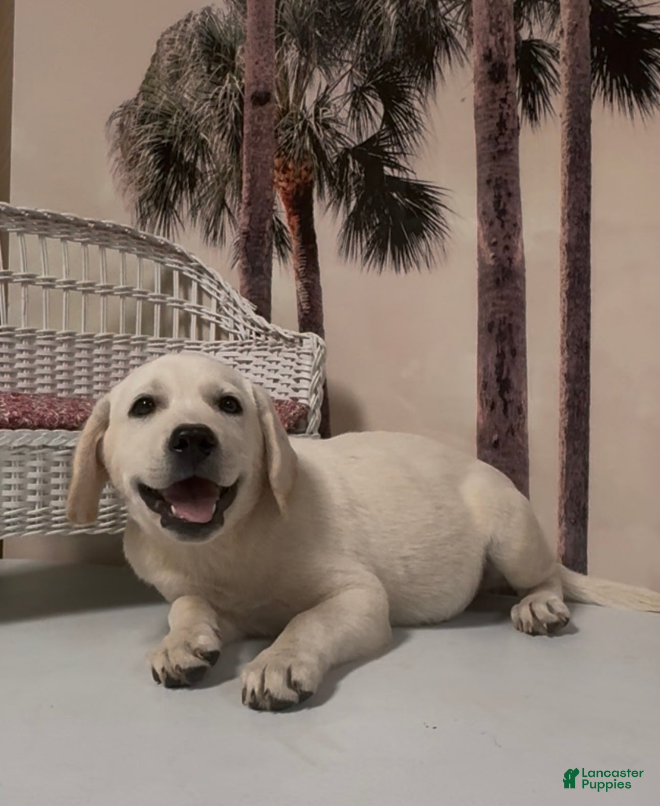 Labrador Retriever dogs for sale: Labrador Retriever Jackie - Ad 72