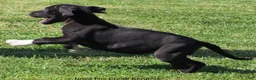 Great Dane dogs for sale: Mitzi - Ad 3