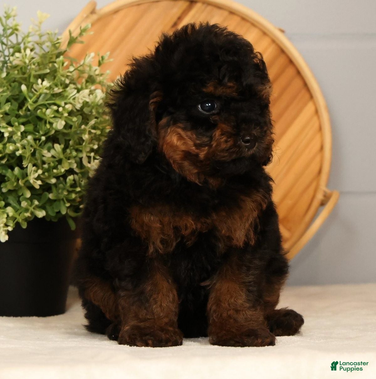 Toy Poodle dogs Snuggles - Ad 2
