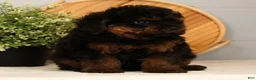 Toy Poodle dogs for sale: Snuggles - Ad 2