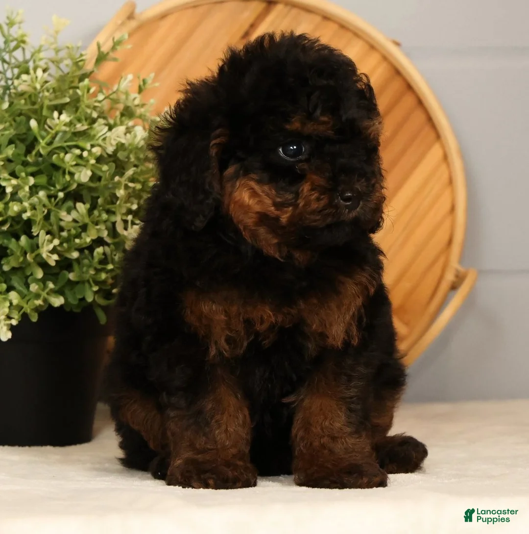 Toy Poodle dogs for sale: Snuggles - Ad 2