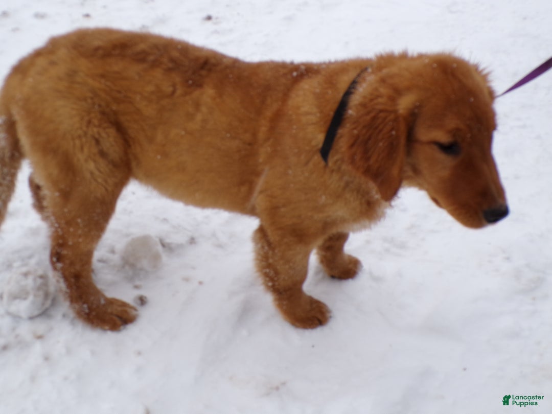 Golden Retriever dogs for sale: Golden Retriever Puppy 1 Sugar - Ad 3
