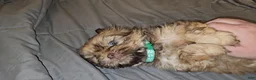 Mixed Breed dogs for sale: Obi Wan Paw-nobi  - Ad 3