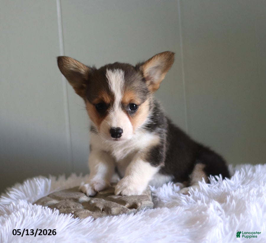 Welsh Corgi Pembroke dogs for sale: Cody - Ad 3