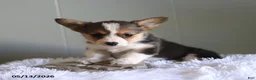 Welsh Corgi Pembroke dogs for sale: Cody - Ad 1