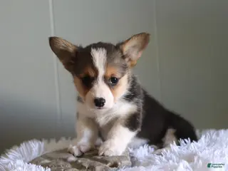 Welsh Corgi Pembroke dogs for sale: Cody - Ad 3