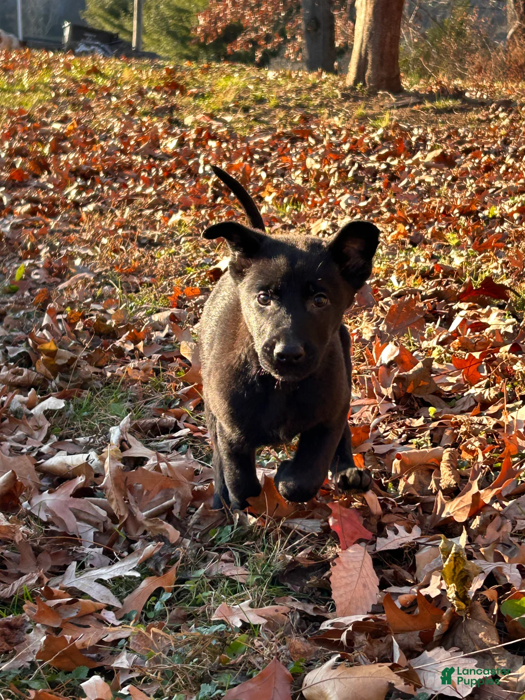 Belgian Malinois dogs for sale: Leonard - Ad 3