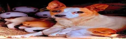 Other breed dogs for sale: Other breed ( treeing fiest full blooded ) 2 girls  - Ad 1