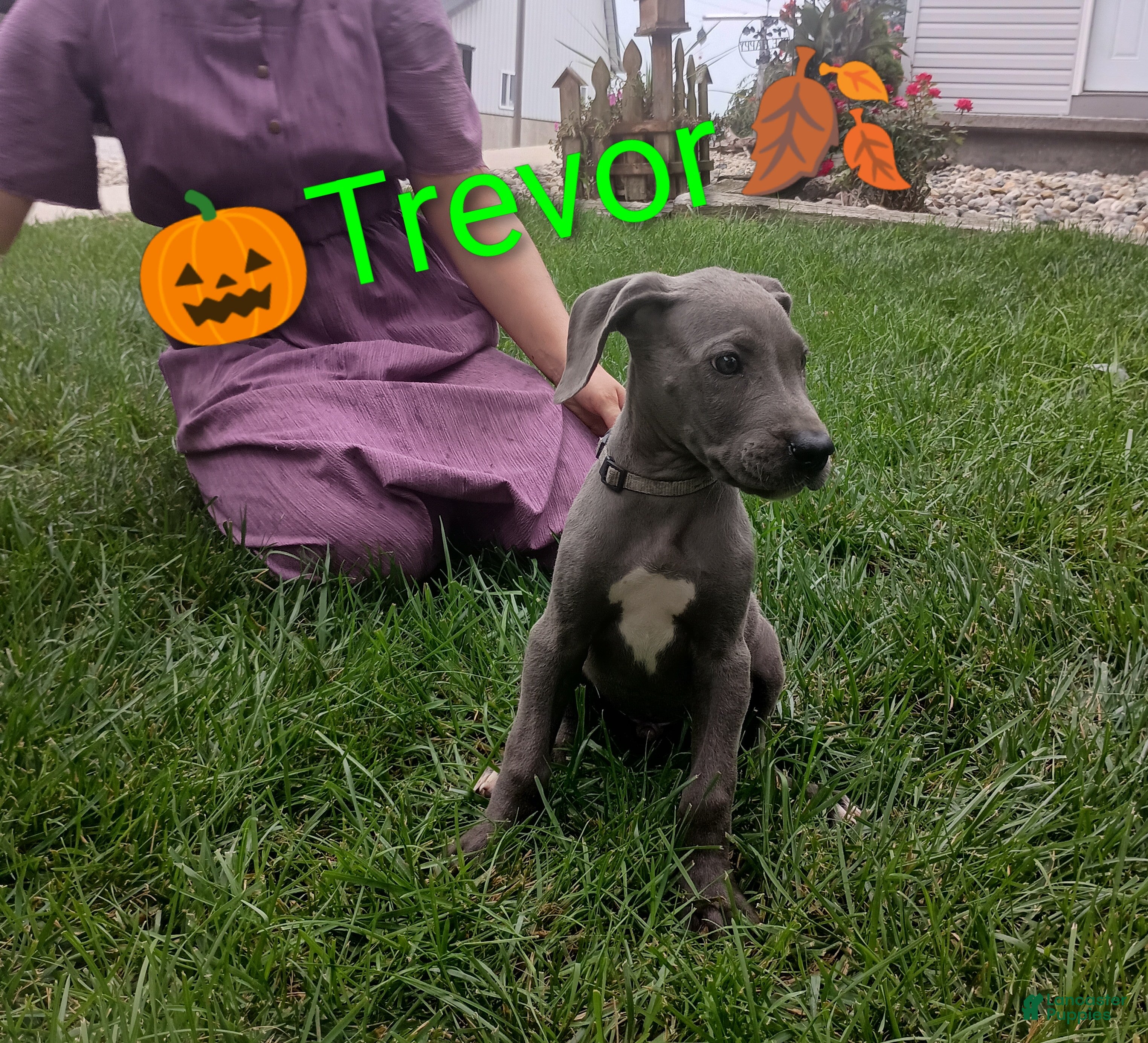 Great Dane dogs Trevor - Ad 2