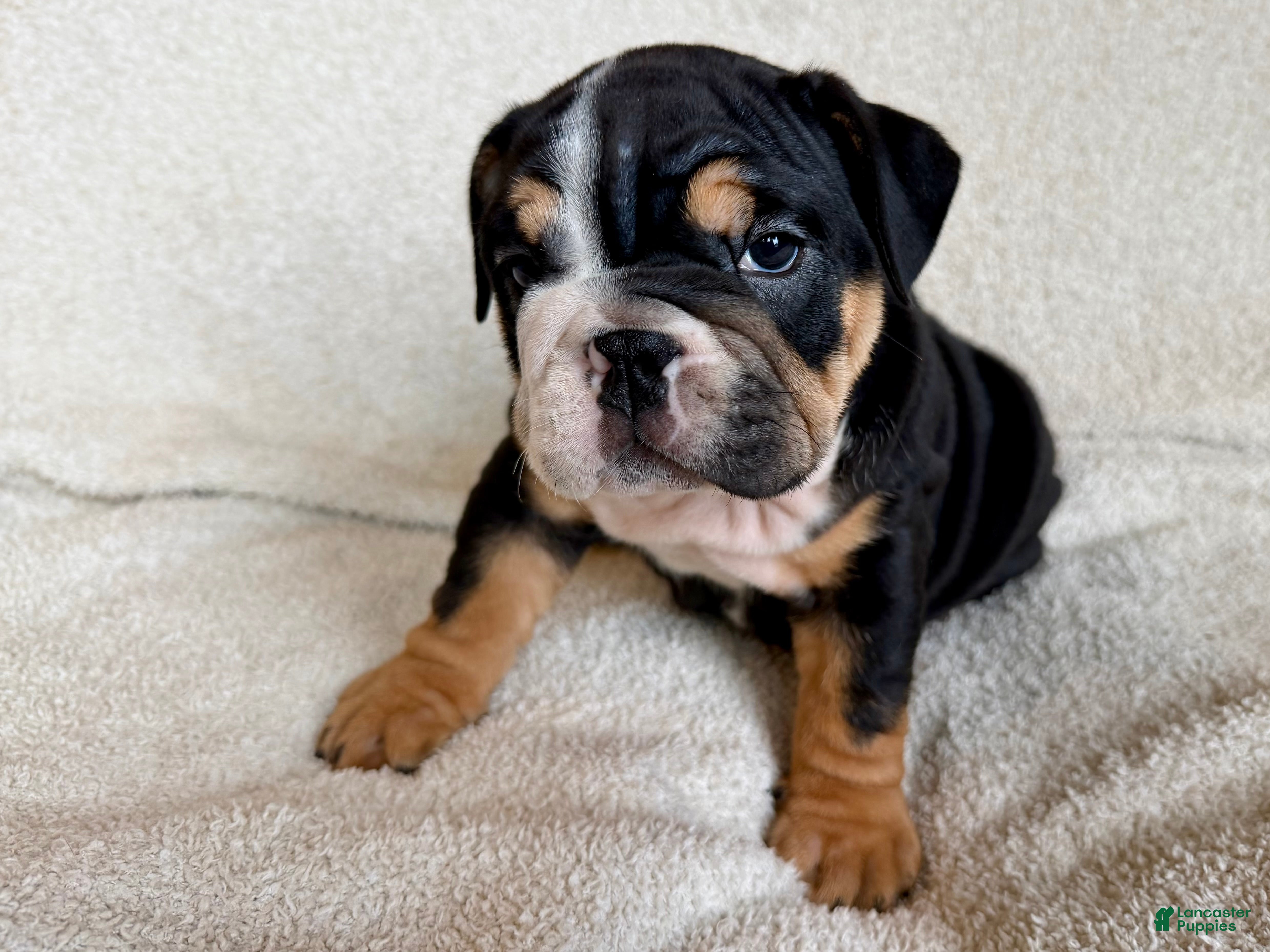 English Bulldog dogs Nala  - Ad 2