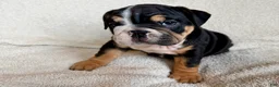 English Bulldog dogs for sale: Nala  - Ad 2