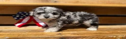 Aussiedoodle dogs for sale: Tripp - Ad 4