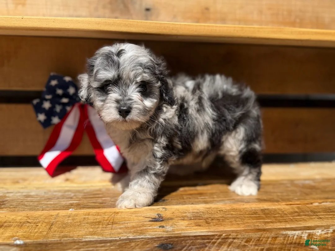 Aussiedoodle dogs for sale: Tripp - Ad 4