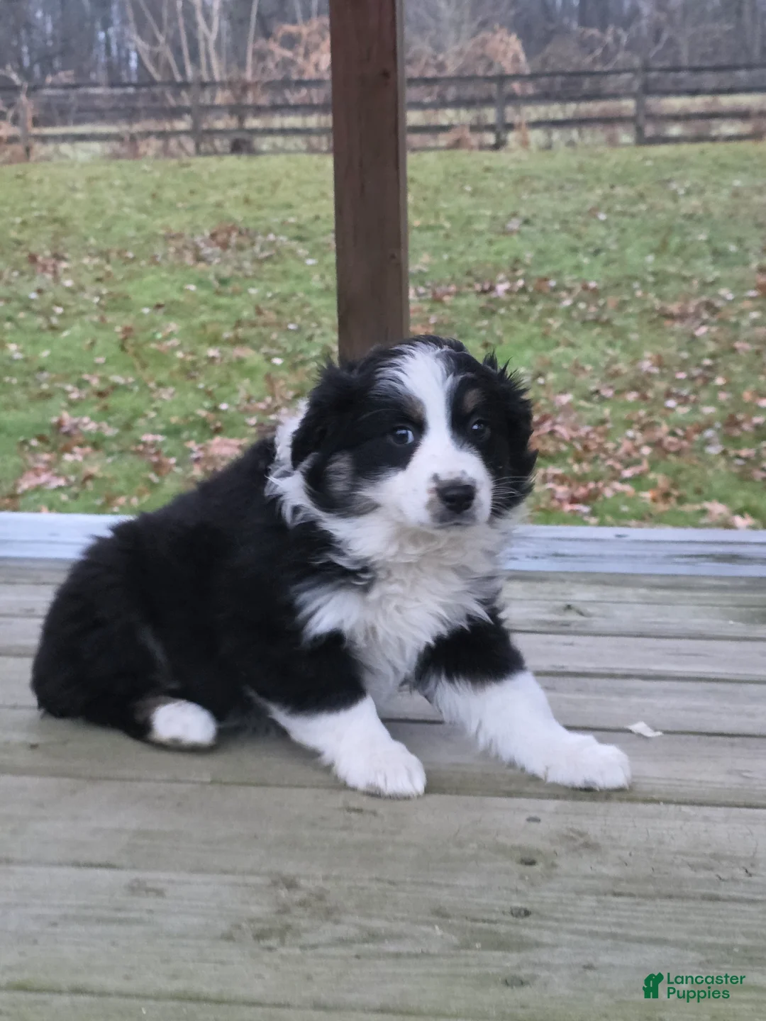 Australian Shepherd dogs for sale: Hazel - Ad 1